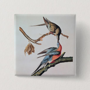 Passenger Pigeon uit 'Birds of America' Vierkante Button 5,1 Cm