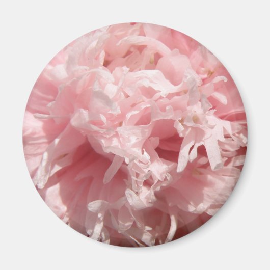 Passez Pale Rose Pavot Magnet (Devant)