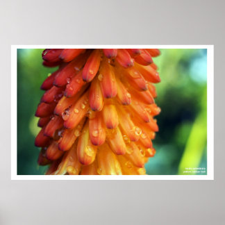 Passie, Creativiteit, Vuur - een vette bloem in de Poster