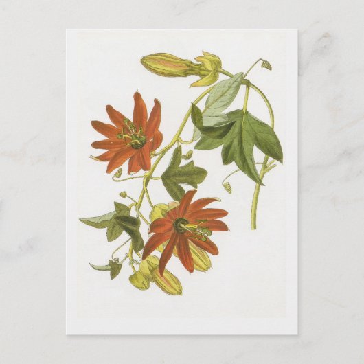 Passiebloem Briefkaart (Voorkant)
