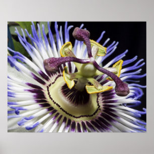 Passiebloem close-up (MR) Poster