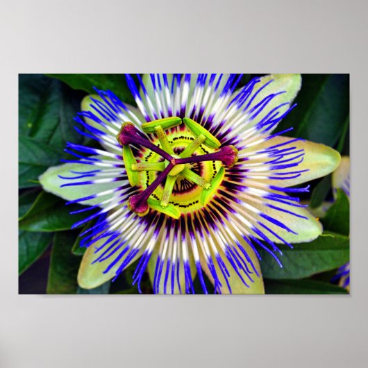 Passiebloem Zomerbloeiend Plant Poster (Voorkant)