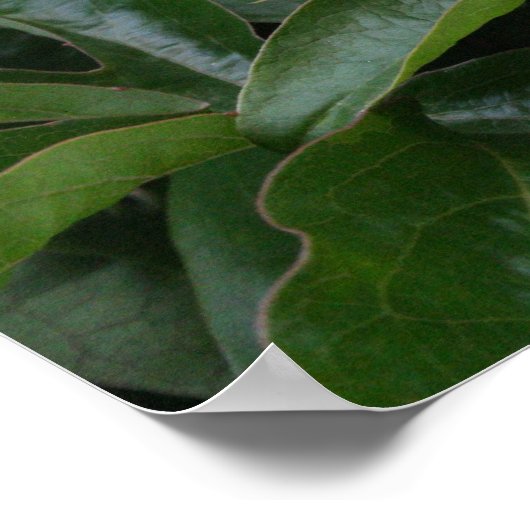 Passiflora 1 Poster (Hoek)