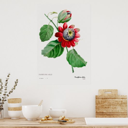 Passiflora Ailee - Superbe affiche d'art botanique (Cuisine)