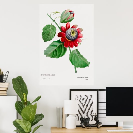Passiflora Ailee - Superbe affiche d'art botanique (Bureau à domicile)