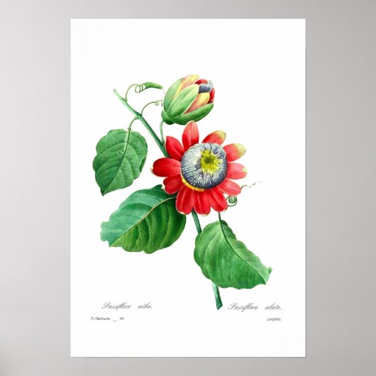 Passiflora alata poster (Voorkant)