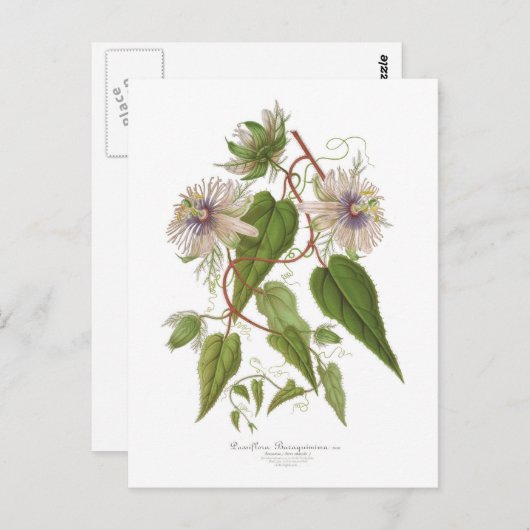 Passiflora baraquimima briefkaart (Voorkant / Achterkant)