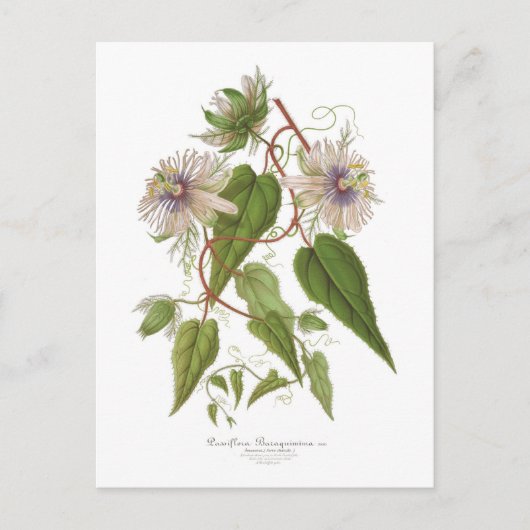 Passiflora baraquimima briefkaart (Voorkant)