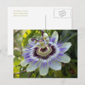 Passiflora edulis forma flavicarpa (Passievloer) Briefkaart (Voorkant / Achterkant)