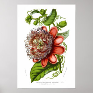 Passiflora quadrangularis decaisneana poster