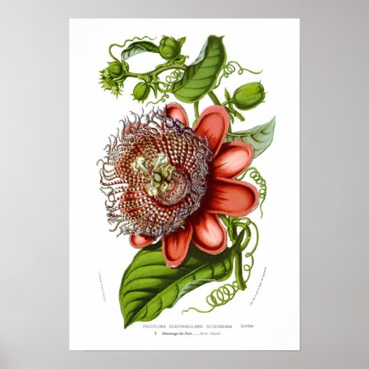 Passiflora quadrangularis decaisneana poster (Voorkant)