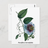 Passiflora Serratifolia Briefkaart (Voorkant / Achterkant)