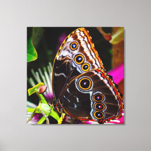 Passiflora VIOLACEA en een blauwe morpho vlinder Canvas Afdruk