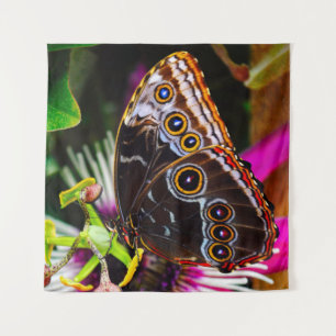 Passiflora VIOLACEA et une Tapisserie de morpho bl