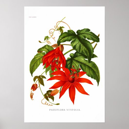Passiflora vitifolia poster (Voorkant)
