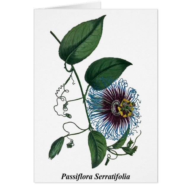 Passiflore Serratifolia (Devant)
