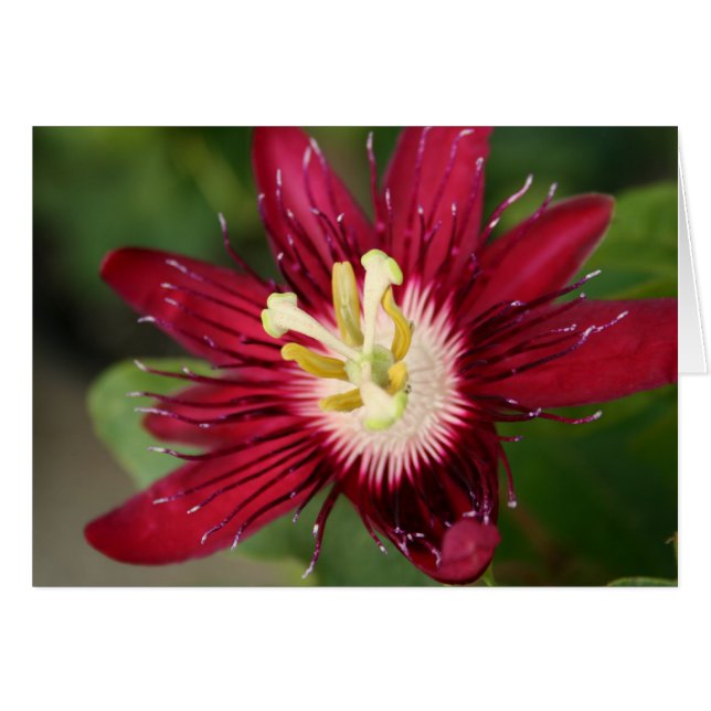 Passion Flower (Voorkant Horizontaal)