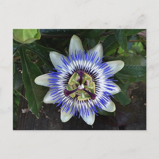 Passion Flower #2 Briefkaart (Voorkant)