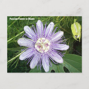 Passion Flower Briefkaart