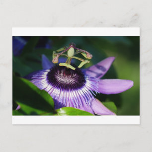 Passion Flower Briefkaart
