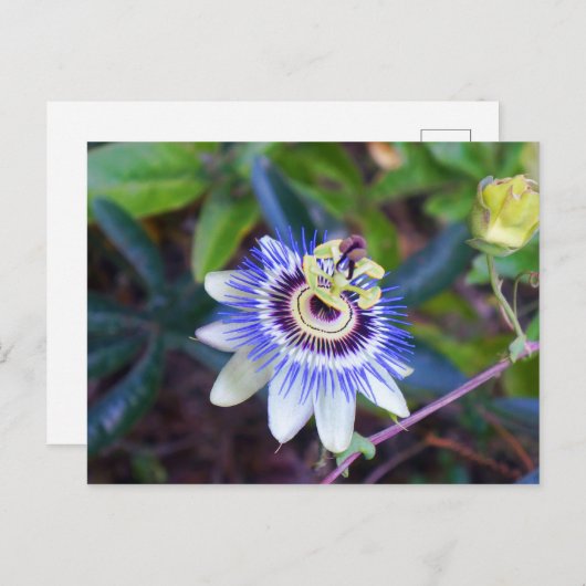 Passion Flower Briefkaart (Voorkant / Achterkant)