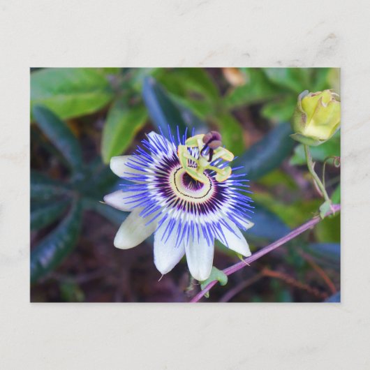 Passion Flower Briefkaart (Voorkant)