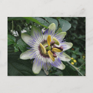 Passion Flower Briefkaart