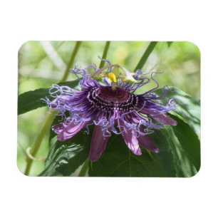 Passion Flower Magneet