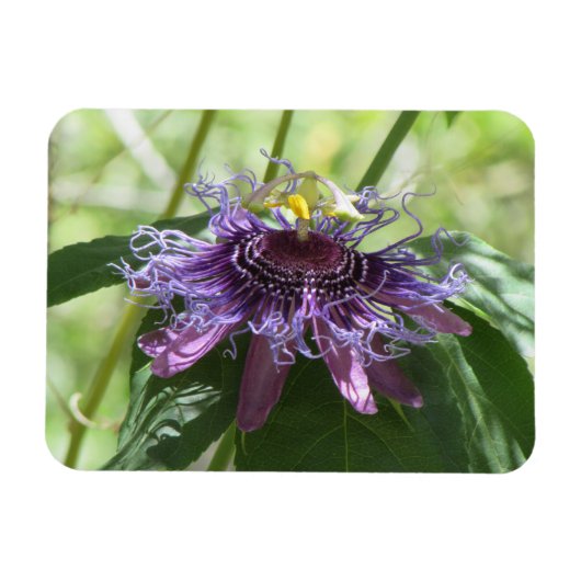 Passion Flower Magneet (Horizontaal)