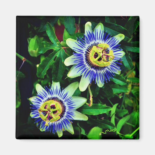 Passion Flower Magneet (Voorkant)
