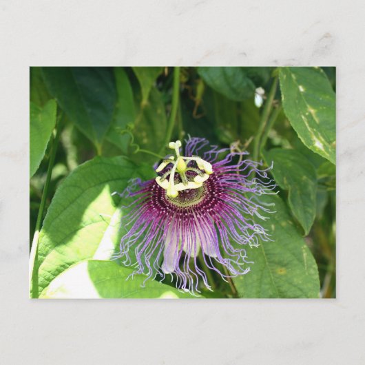 Passion Flower - Paars Briefkaart (Voorkant)