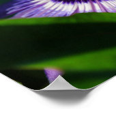 Passion Flower Poster (Hoek)