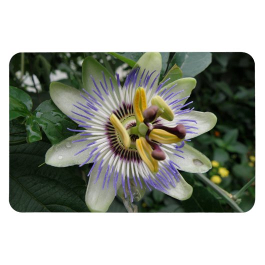 Passion Flower Premium Magnet Magneet (Horizontaal)