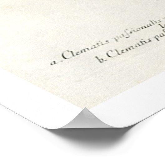 Passion Flower Print (Hoek)