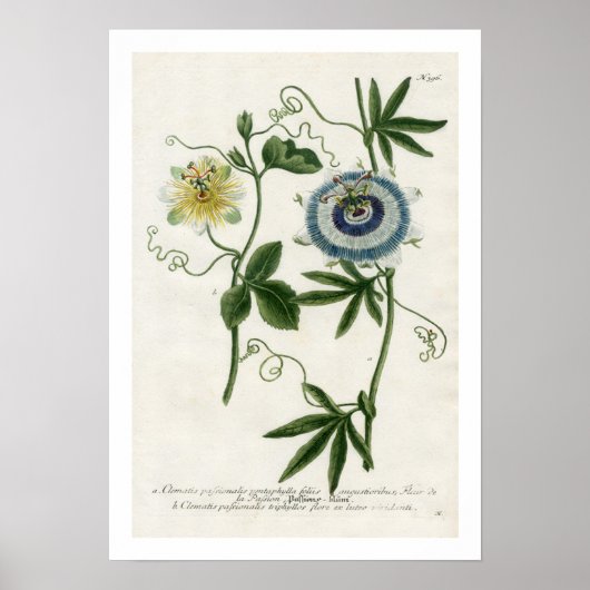 Passion Flower Print (Voorkant)