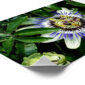Passion Flower ~Print~ Poster (Hoek)