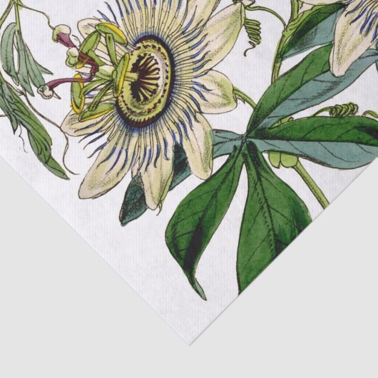 Passion Flower Vine Tissuepapier (Detail)