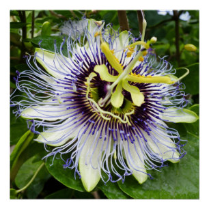 Passionfruit Bliss: Wandinrichting met Passiflor Perfect Poster