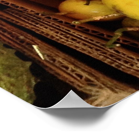 Passionvruchten voor verkoop poster (Hoek)