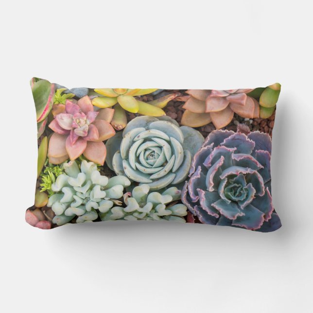 Pastel Coloured Succulent Plante Lumbar Coussin (Recto)