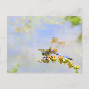 Pastel Dragonfly Briefkaart