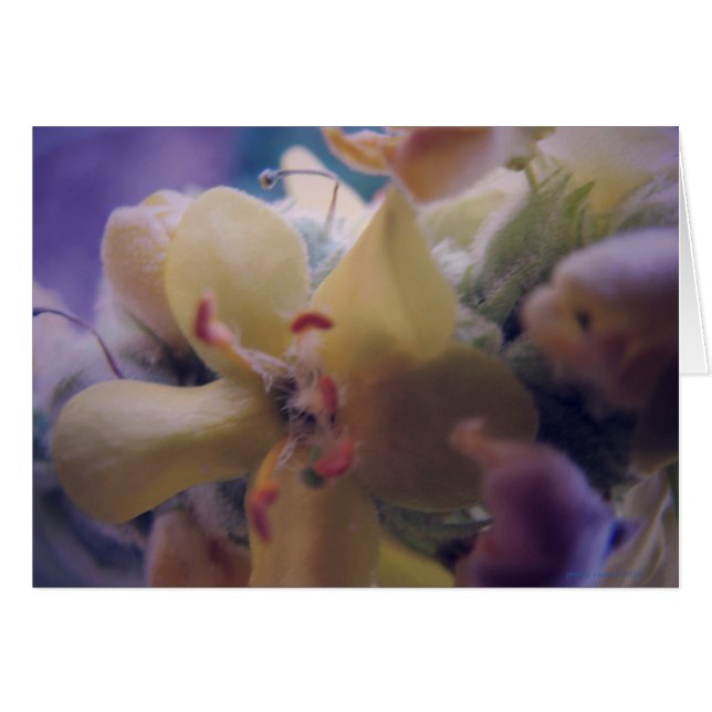 Pastel Flowers (Voorkant Horizontaal)