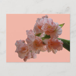 Pastel Gladioli Cust. BG-kleurenDIY-Briefkaart Briefkaart