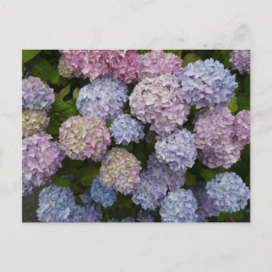 Pastel Hydrangea Flowers Close Up DIY Briefkaart