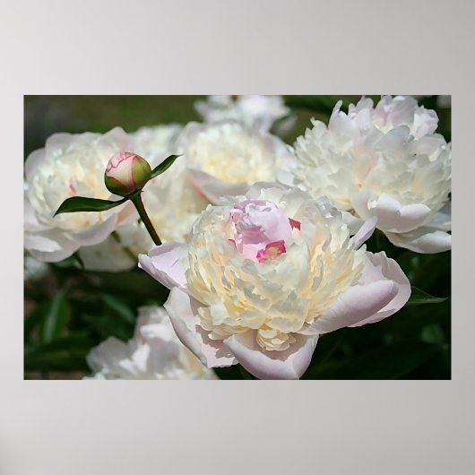 Pastel Peony Waterverf Print Pink White Poster (Voorkant)