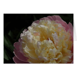 Pastel Petals