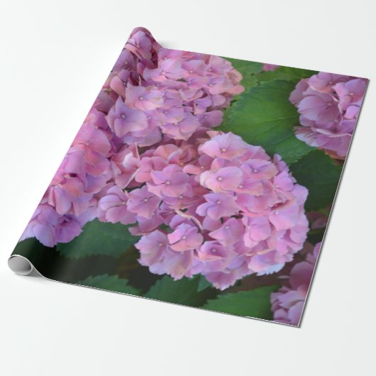 Pastel pink Hortensia hydrangea bloom Cadeaupapier (Uitgerold)