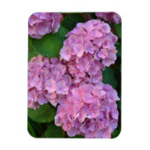 Pastel pink Hortensia hydrangea bloom Magneet (Verticaal)