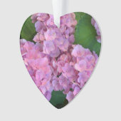 Pastel rose Hortensia hydrangea floraison (devant)