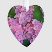 Pastel rose Hortensia hydrangea floraison (devant)